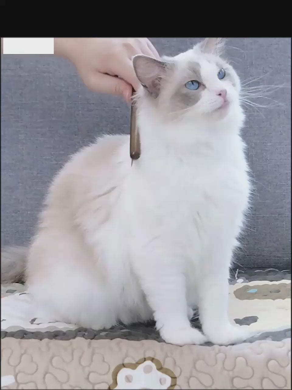 Pet Comb, Dense Tooth Comb, Cat Dog Remove Loose Hair, Solid Wood Comb, Pet Cleaning and Grooming, Special Flea Comb
